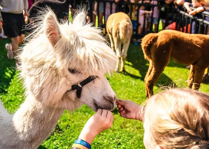 Collins * Ustronie Morskie